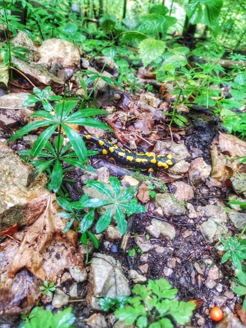 Viele Feuersalamander sind heute unterwegs