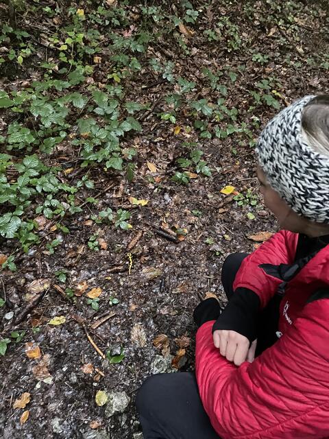 BezirksBlätter Redakteurin Tanja Handlfinger entdeckte viele Feuersalamander. Der im Bild ist sehr klein.