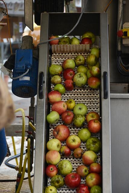 Äpfel auf dem Weg in die Presse | Foto: Sabine Weigl