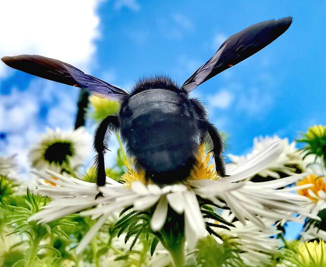 Das Bundesheer sorgt sich um die Menschen Honigbienen und am Gelände der Maria-Theresien-Kaserne in Wien auch um zwei Zebras. | Foto: Astrid Reiterer