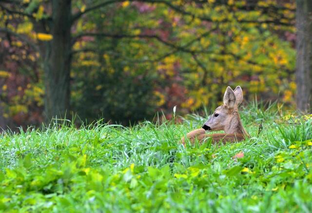 Der 4. Oktober ist Welttierschutztag zu Ehren von Franz von Assisi, der sein Leben der Gleichbehandlung aller Geschöpfe widmete. | Foto: Gaby