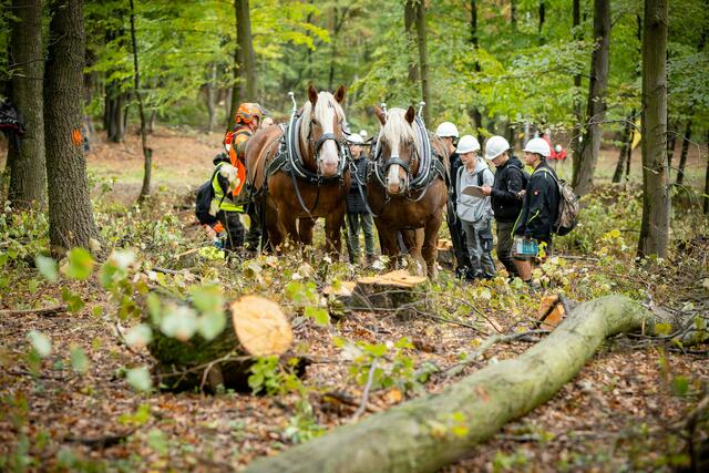 Gezeigt wurde auch die Holzrückung mit dem Pferd. | Foto: Pannatura / Andreas Hafenscher
