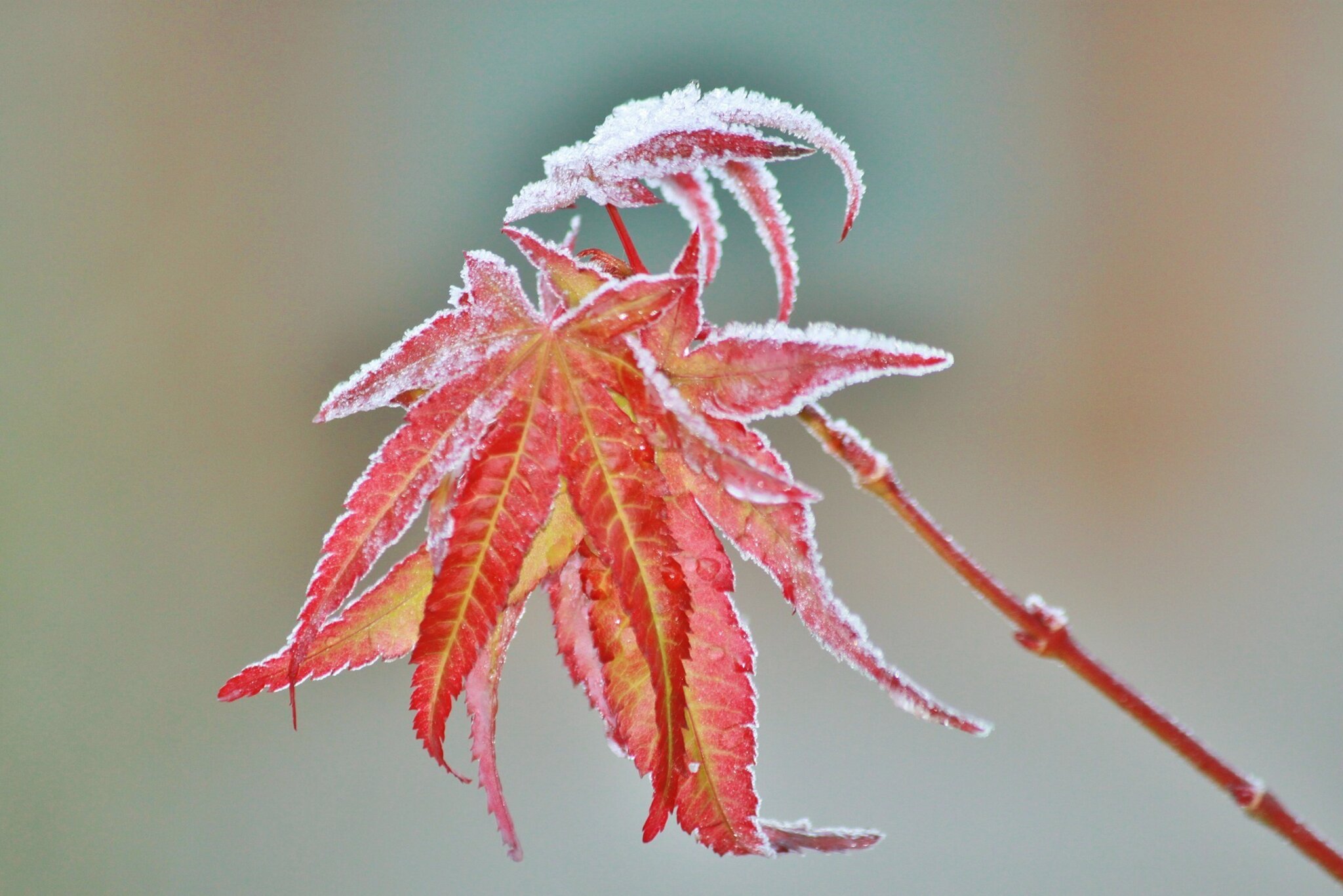Nature in Tyrol: Garden in November - What is there to do? - Tyrol