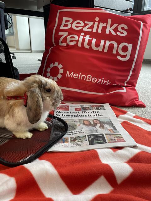 Redaktionshase Samsi schaute im Büro vorbei und fühlte sich sichtlich wie zu Hause.  | Foto: Patricia Hillinger