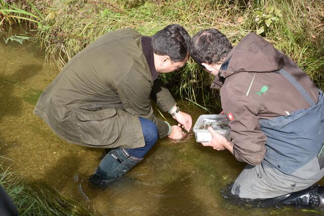  90 Flußperl-Muscheln wurden im Gießenbach ausgebracht. | Foto: Robert Zinterhof