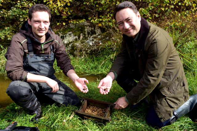  Manfred Haimbuchner und Daniel Daill bringen die Muscheln im Gießenbach aus. | Foto: Robert Zinterhof