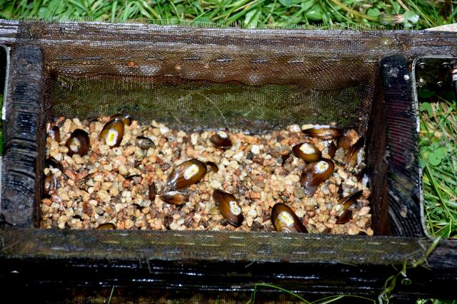 Manfred Haimbuchner und Daniel Daill setzen  90 Muscheln im Gießenbach aus.  | Foto: Robert Zinterhof