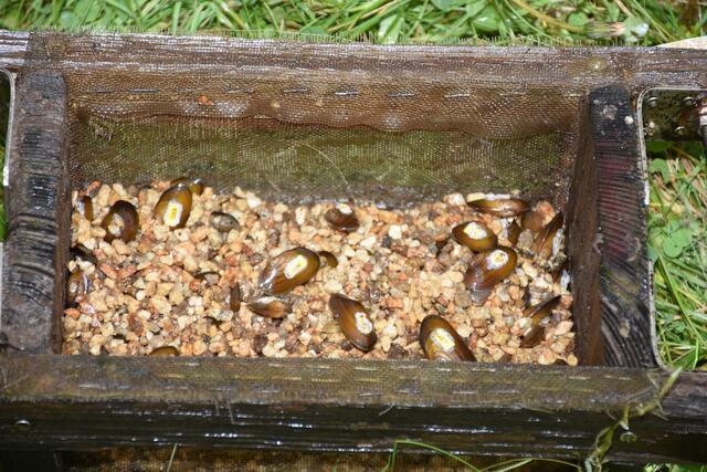  90 Flußperl-Muscheln wurden im Gießenbach ausgebracht. | Foto: Robert Zinterhof