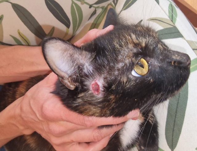 Minnie überlebte den Angriff eines Tierquälers. | Foto: Familie S.