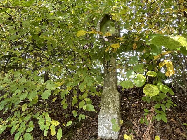 Das Marterl erinnert an den Galgenberg in St. Oswald. | Foto: Foto: Schütz/BRS