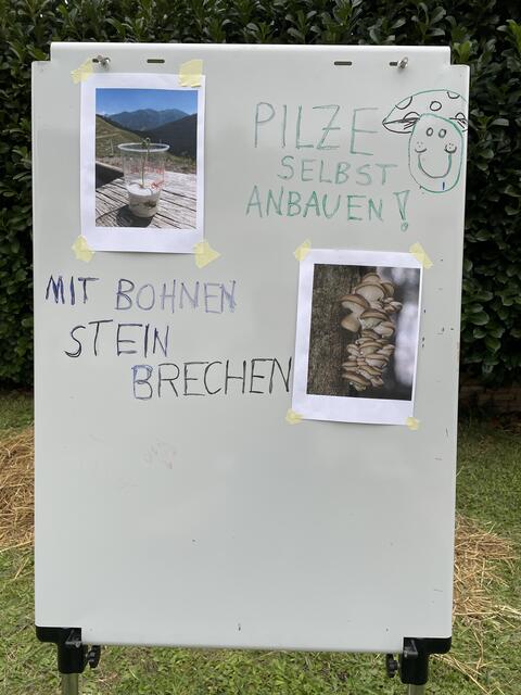 Mit Bohnen kann man Stein brechen - wie? In dem man sie einfach durch den Asphalt wachsen lässt - das dauert gar nicht so lange, wie man glauben könnte. | Foto: Kautzky
