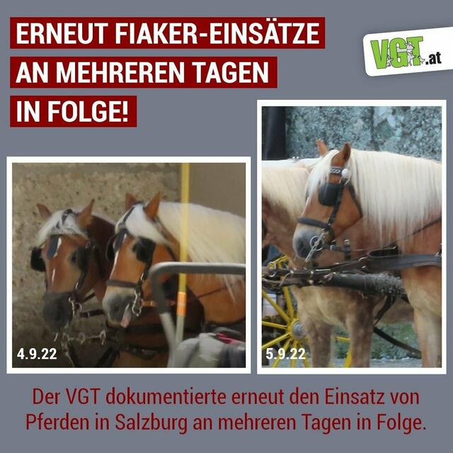 Foto: VGT.at