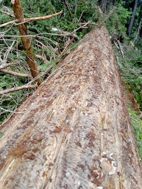 Borkenkäfer befallen vermehren sich rasant | Foto: BFI Steinach
