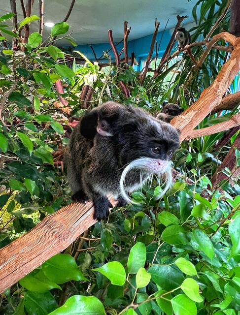 Vater Gordon mit dem Nachwuchs... | Foto: Zoo Salzburg