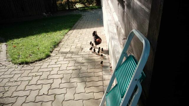 Zwerghenne Berta mit ihren neun kuscheligen Küken.  | Foto: Privat