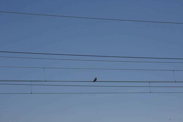 Kleine Vögel ,wie die Krähe sind nicht gefährdet | Foto: Harald Illsinger 