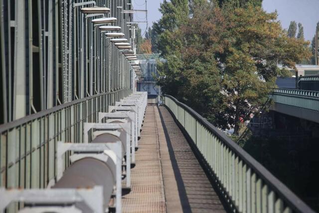 Der Schwan kann durch seine große Flügelbreite nicht senkrecht starten und irrt 3Std verzweifelt umher bis er anprallt | Foto: Harald Illsinger 
