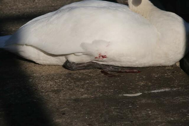 Durch Anprall verletzt | Foto: Harald Illsinger 