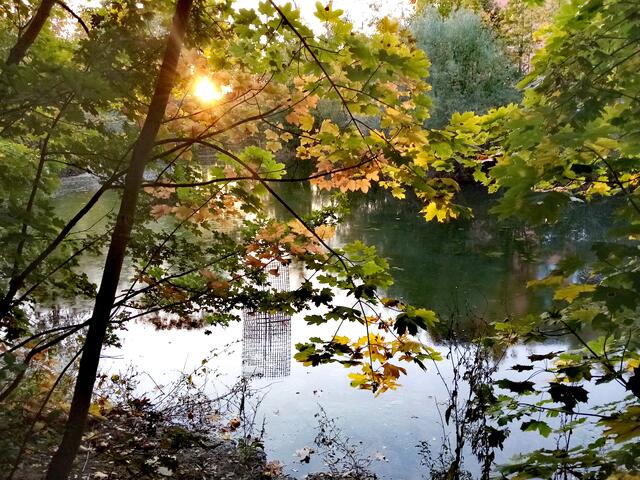 Die Abendsonne - diese Stelle mag ich hier im Park besonders 😍