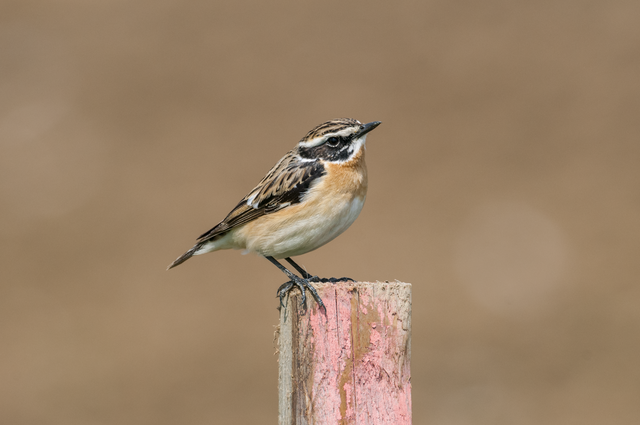 Das Braunkehlchen hat eine orange-braune Brust, einen schwarz-braunen Kopf und einen markanten weißen Überaugenstreif. Es besitzt vor allem am Rücken eine stark gebänderte Zeichnung. | Foto: Johannes Hohenegger