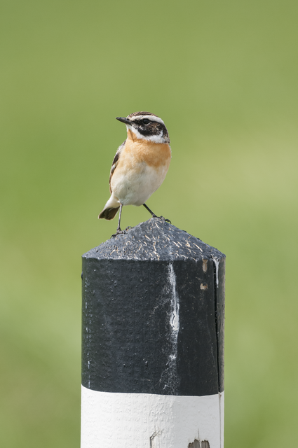 Foto: Johannes Hohenegger