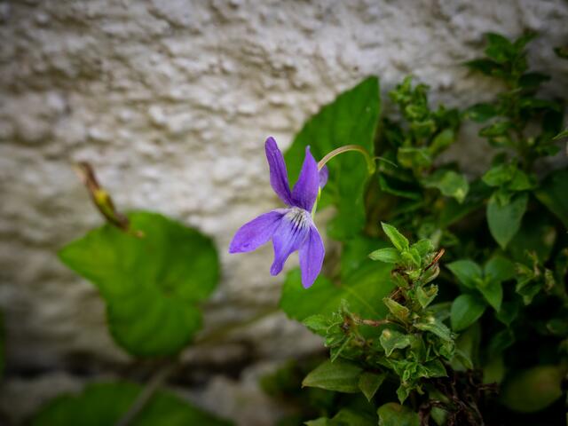 Vor der Hütte mit der Quelle fanden wir am 26. 9. 22 dieses blühende Veilchen