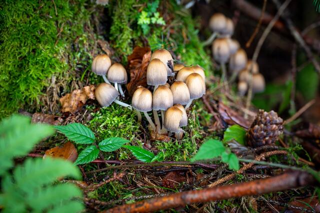 Pilze fanden wir im Überfluss
