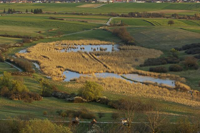 Die Teichwiesen in Rohrbach sind ein Schatz der Natur | Foto: Burgenland Tourismus