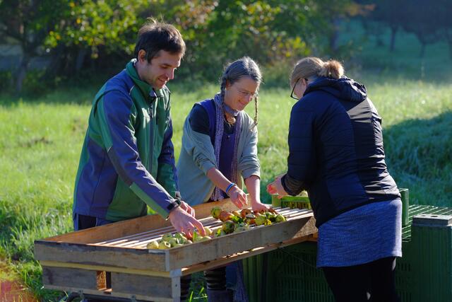 Natur pur: viele helfende Hände bei der Apfelernte. | Foto: Curd Ranz