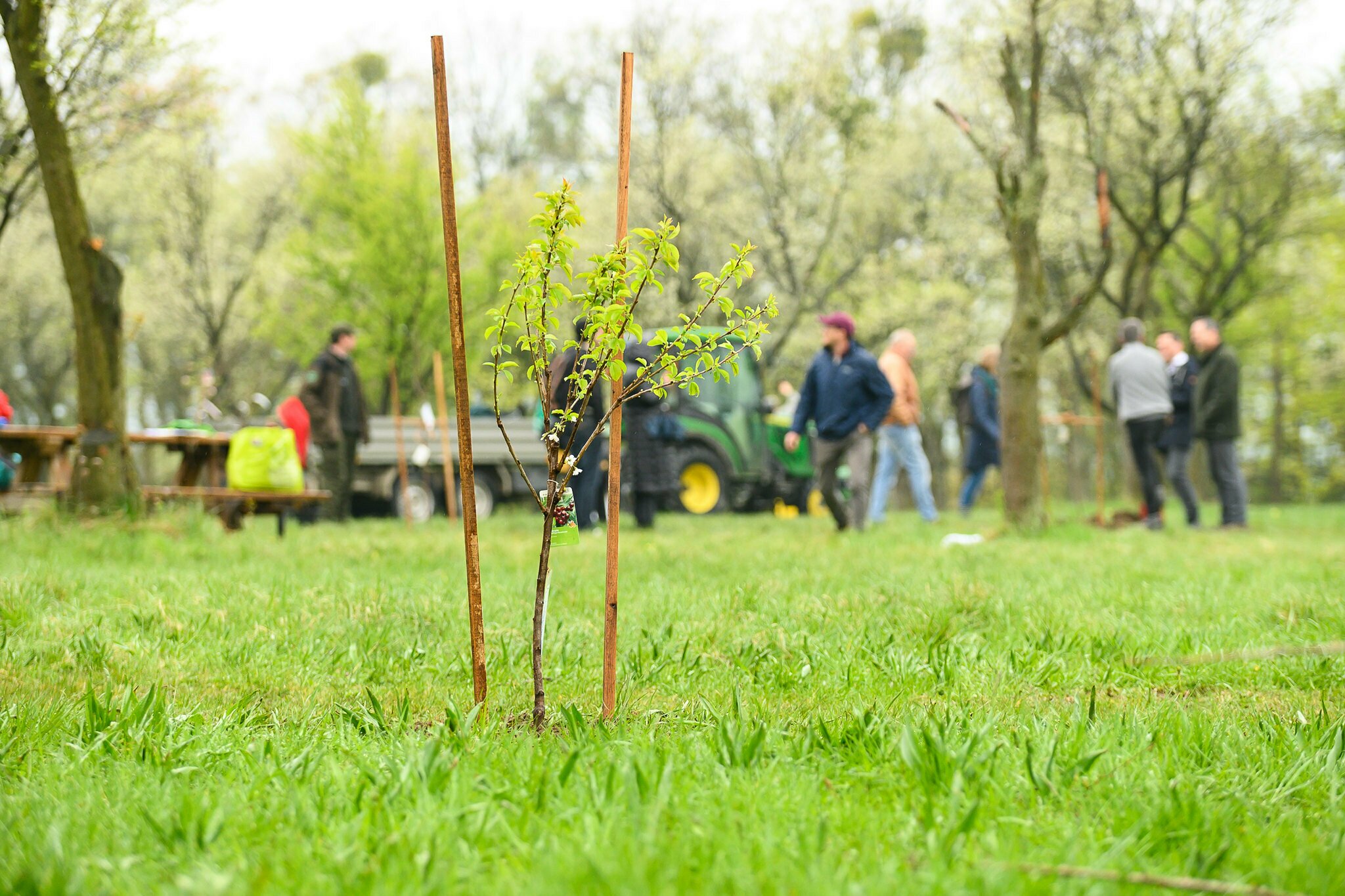 ?Werde jetzt Baumpatin oder Baumpate! ? Die Obststadt Wien pflanzt