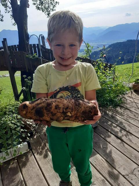 Da staunte Sebastian jun. nicht schlecht, als sie die 973 Gramm schwere Kartoffel aus dem Erdreich zogen. | Foto: Ines Schrödl