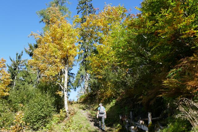 Farbenrausch im goldenen Oktober. Hier am Weg zur Gschwandalm.  | Foto: Thomas Neuhold