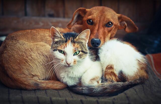 Schreckliche Zustände, die die Tierschützer in diesem Haus vorfanden. | Foto: stock.adobe.com/ snb2087