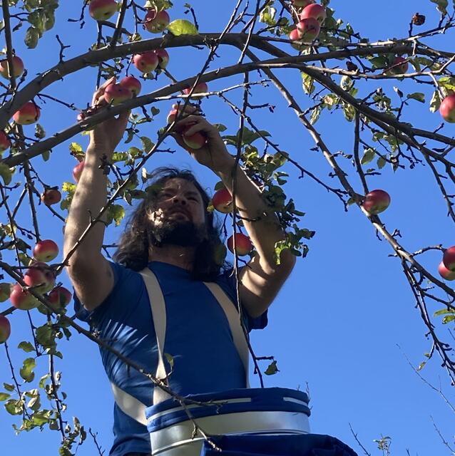 Curd Ranz erklomm den Apfelbaum. | Foto: Curd Ranz