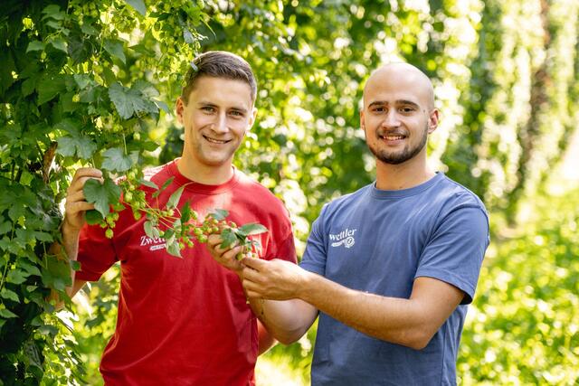 Rene Binder und Benjamin Pollak im Hopfengarten | Foto: Philipp Lipiarski