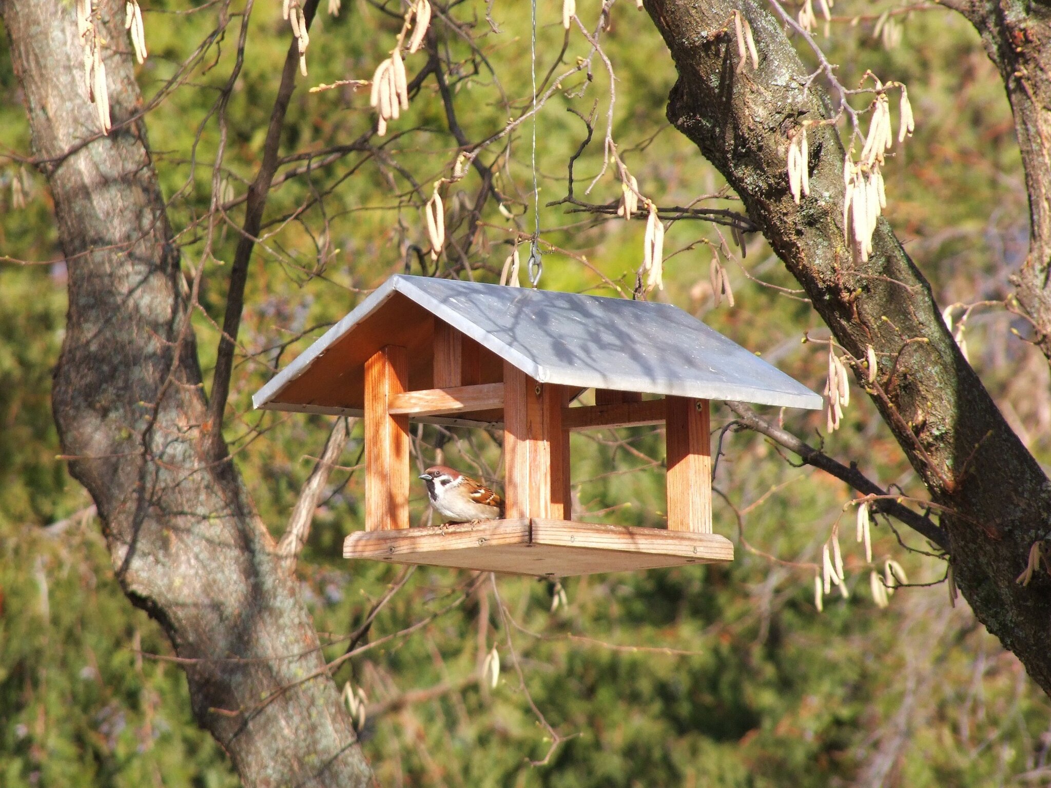 Eichel-Futterstation Für Vögel - Erdnuss-Fütterer Mit Aufhänger