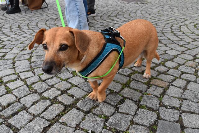 Auch tierische Aktivisten waren vor Ort. | Foto: Philip Steiner