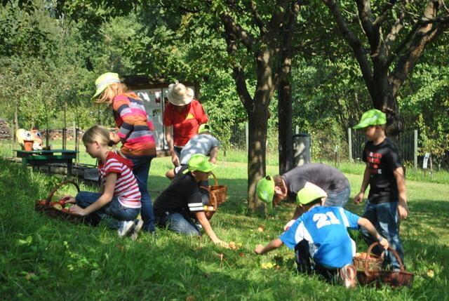 Im Obstparadies Lendl in Kalch helfen die Schüler unter anderem bei der Apfelernte mit. | Foto: Obstparadies Lendl