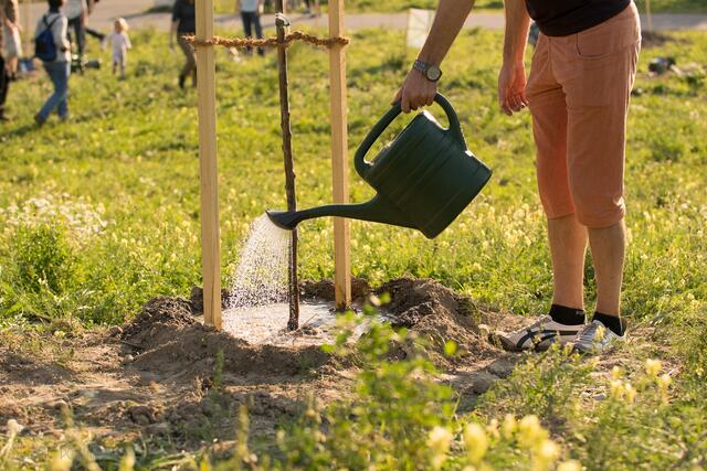 Obstbaum-Patinnen und -Paten gießen und betreuen die Stecklinge. | Foto: Elisabeth Pollak