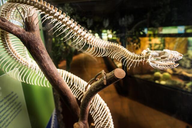 Neben echten Tieren findet man im Reptilienzoo auch Skelette.  | Foto: Haus der Natur