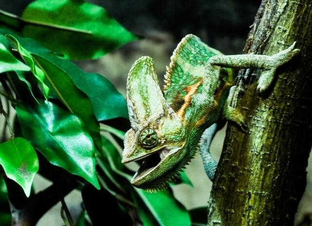 Im Reptilienzoo lassen sich die Tiere hautnah beobachten.  | Foto: Haus der Natur