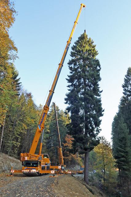 Im Vorjahr stellte das Burgenland den Weihnachtsbaum, heuer ist die Steiermark dran. | Foto: Schröder