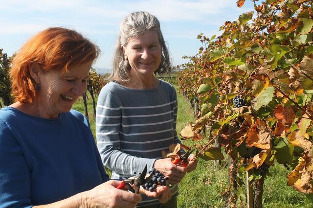 Ehrenamtliche Mitarbeiterin Gabriele Hellein und Bewohnerin Manuela Liebminger packten bei der Weinlese kräftig mit an. | Foto: Senecura Grafenwörth