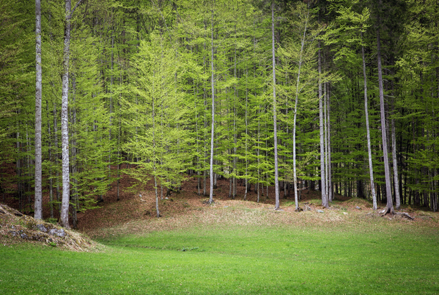 Foto: Fürstlich Schaumburg-Lippische Forstverwaltung