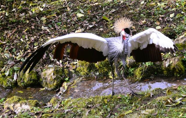 70 heimische und exotische Tierarten beherbergt der Raritätenzoo in Ebbs in Tirol.  | Foto: Schwaighofer/Samuel Sulser