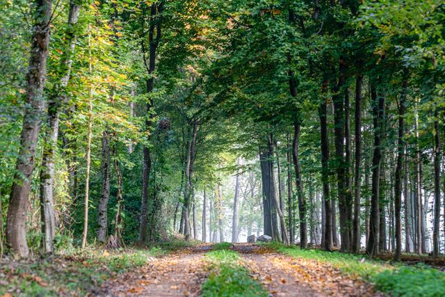 Die letzte Ruhestätte für Mensch und Tier in Tillysburg. | Foto: paxnatura