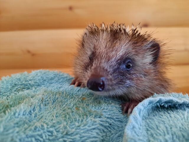 Gerettetes Waisenkind | Foto: Pfotenhilfe