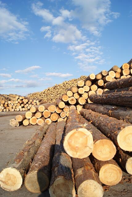 Fake-Shops für Holz oder Pellets schießen derzeit wie Schwammerl aus dem Boden.