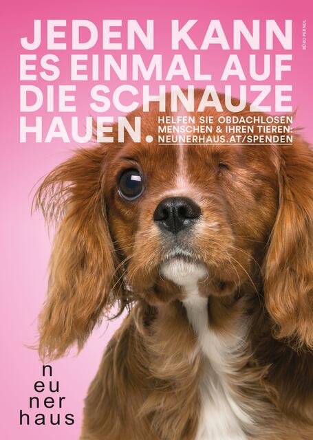 Nicht nur Hunde haut es manchmal auf die Schnauze. | Foto: Neunerhaus