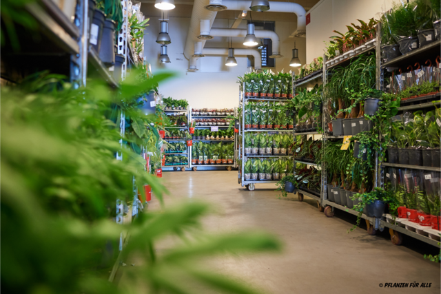 Von 27. bis 29. Oktober poppt am Grünmarkt der große Pflanzen-Store "Pflanzen für alle" auf.  | Foto: Pflanzen für alle